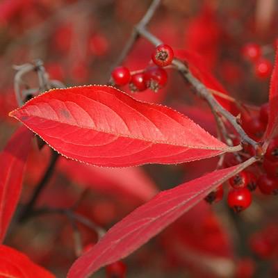 Aronia arbutifolia 'Brilliantissima'  - Brilliant Red Chokeberry