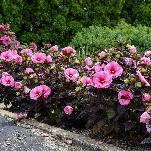 Hibiscus 'Edge of Night' PP34,359  - Summerific® Edge of Night Hibiscus