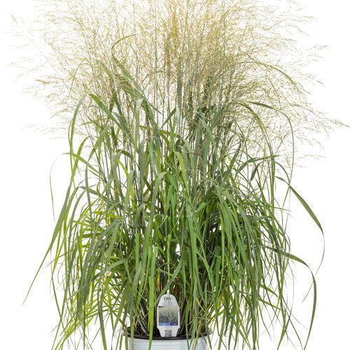 Panicum virgatum 'Niagara Falls'  - Prairie Winds® Niagara Falls Switch Grass