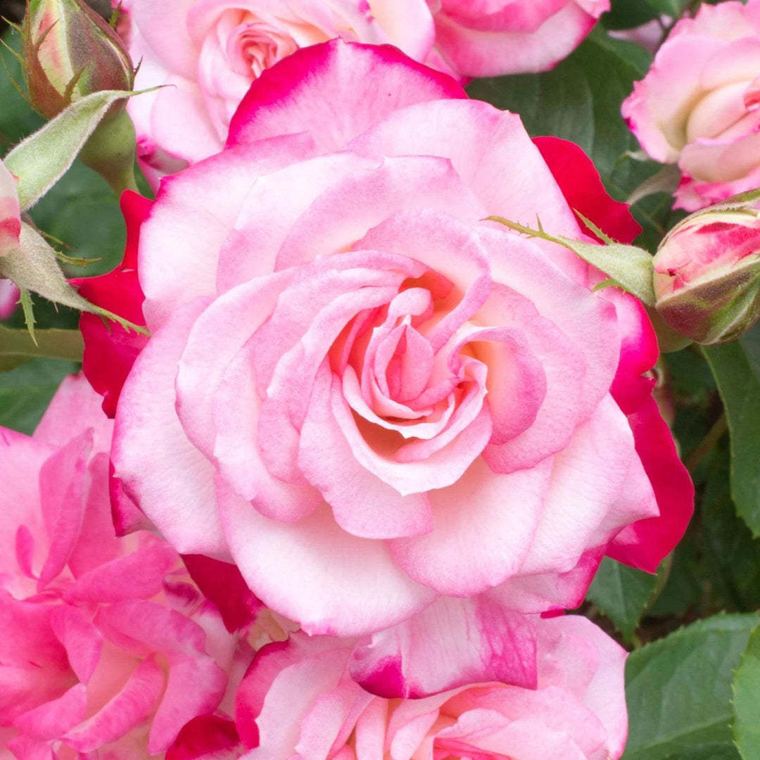 Rosa 'Meiriansois' PP 28,661  - Bloomables® Candy Cane Cocktail™ Rose