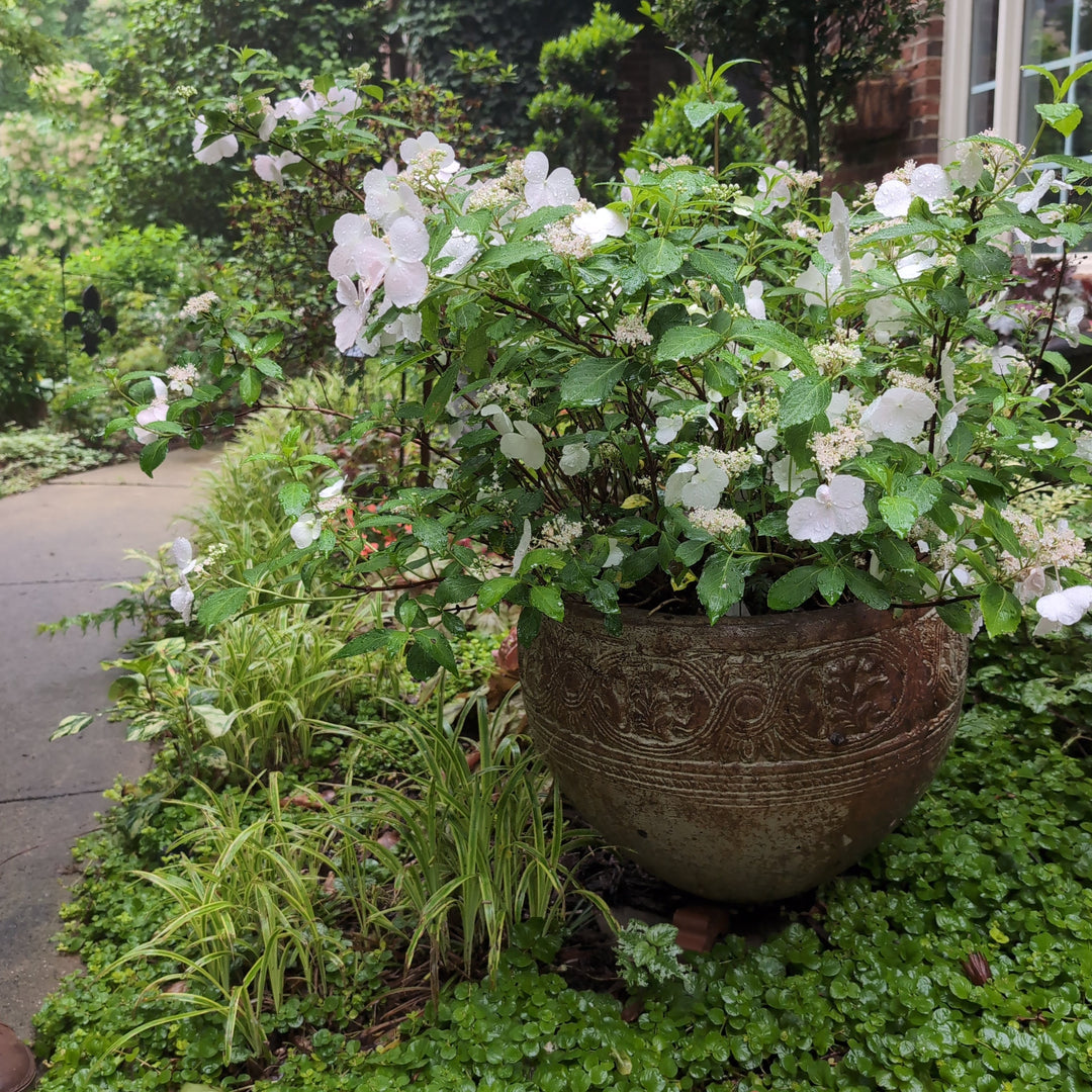 Hydrangea x ‘Fairytrail Bride'  - Fairytrail Bride® Cascade Hydrangea