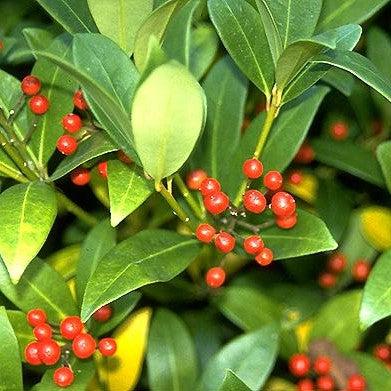 Skimmia japonica  - Japanese Skimmia