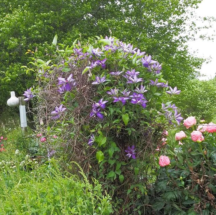 Clematis 'The President'  - The President Clematis