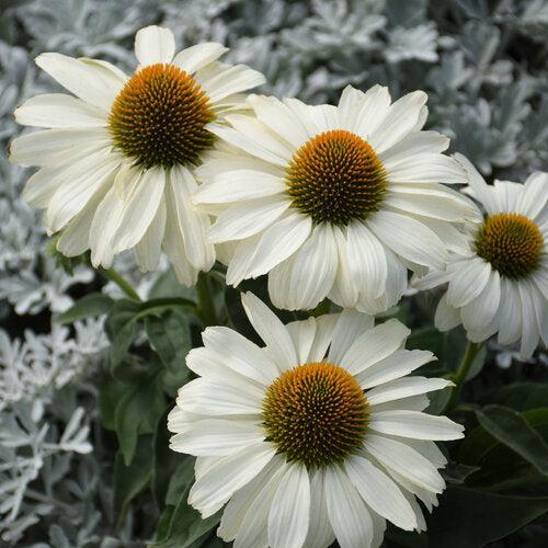 Echinacea 'The Price is White'  - PW® Color Coded® The Price is White Echinacea