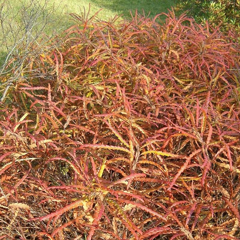 Comptonia peregrina  - Sweet Fern