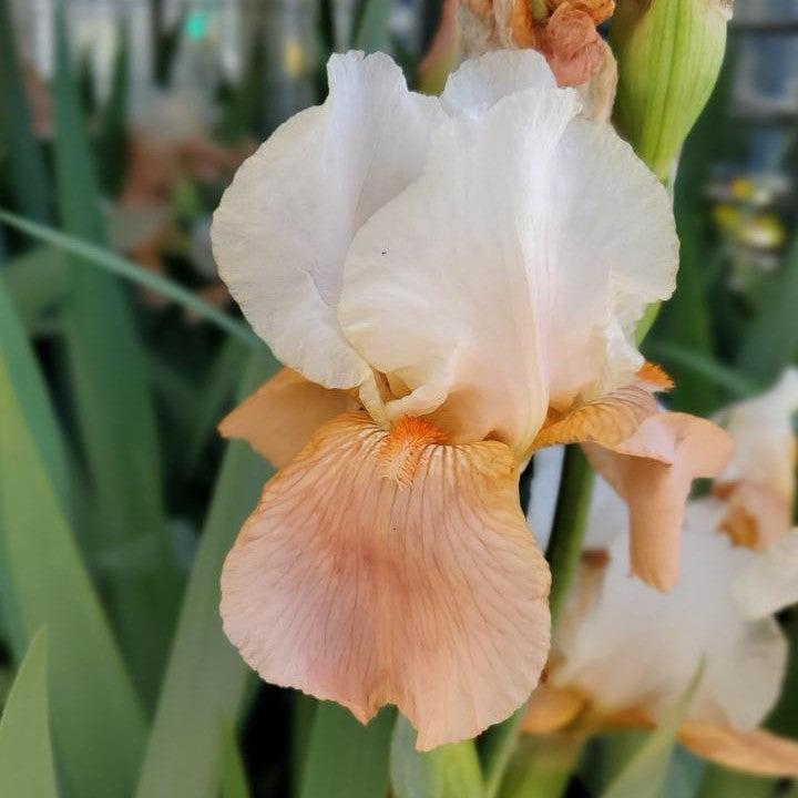 Iris germanica 'Invitation'  - Invitation Bearded Iris