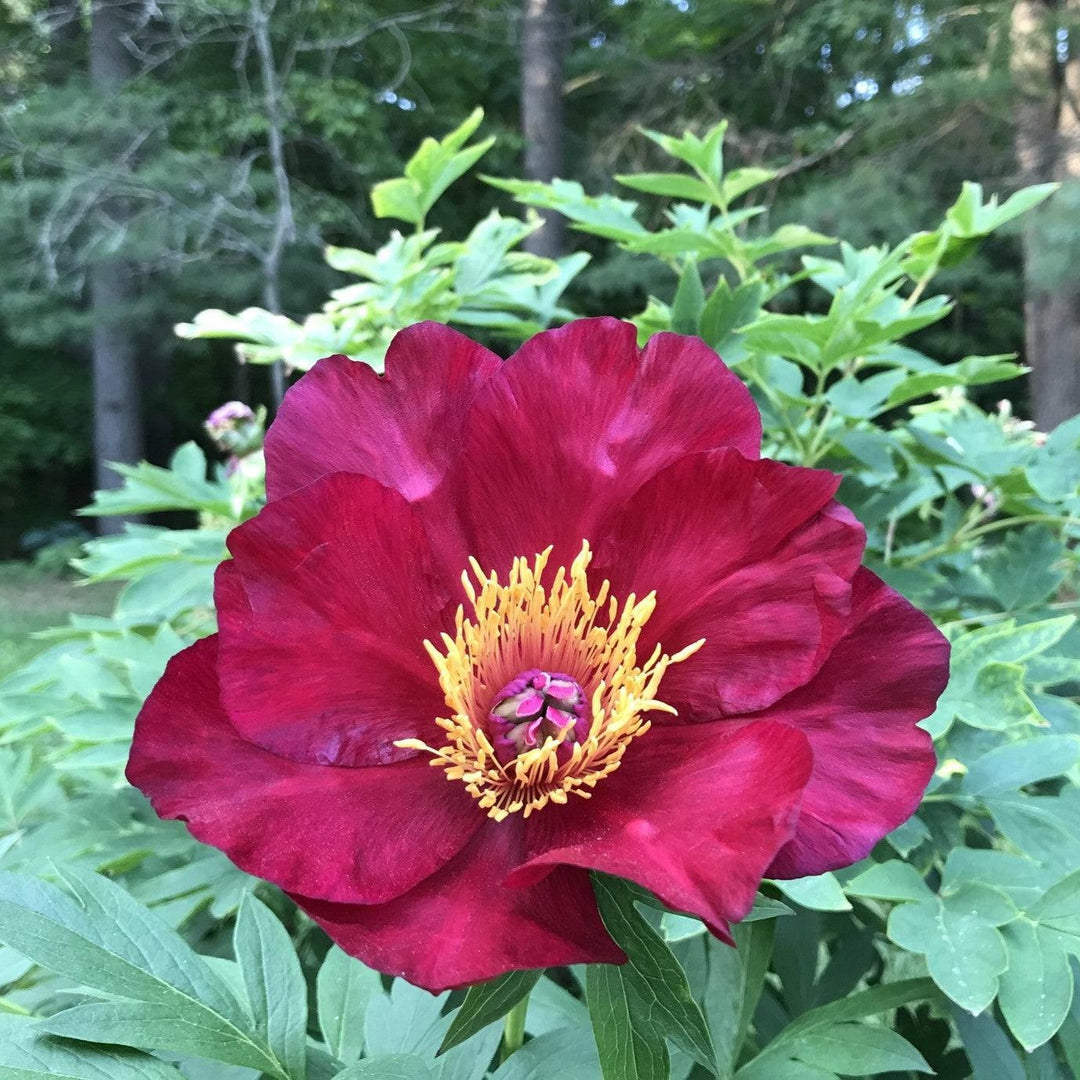 Paeonia 'Scarlet Heaven'  - Scarlet Heaven Itoh Peony
