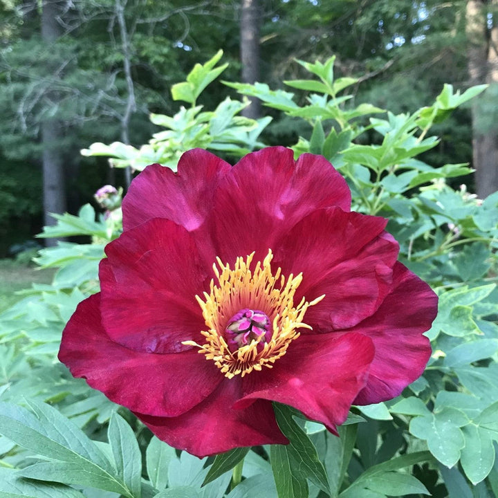 Paeonia 'Scarlet Heaven'  - Scarlet Heaven Itoh Peony