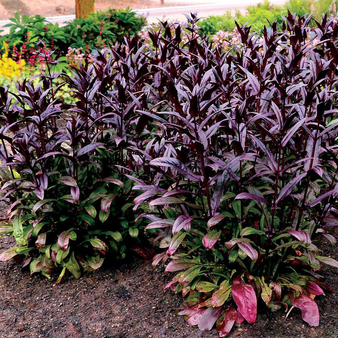 Penstemon digitalis 'TNPENDB'  - DAKOTA™ Burgundy Beardtongue