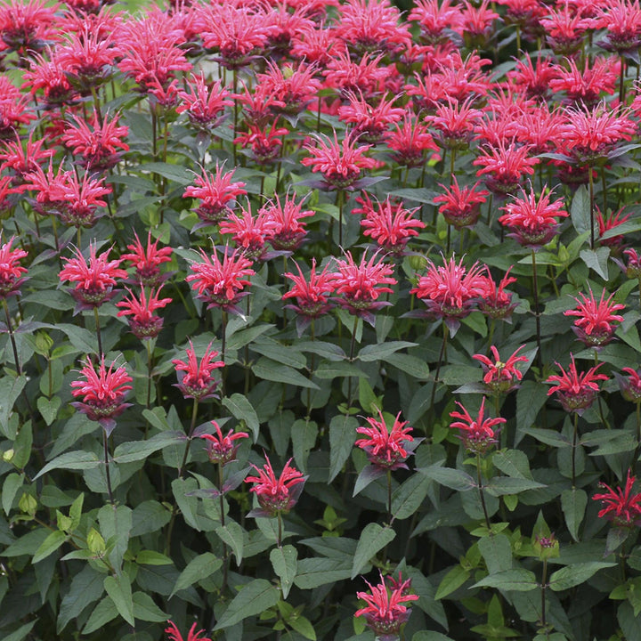 Monarda 'Red Velvet'  - PW® Upscale® Red Velvet Bee Balm
