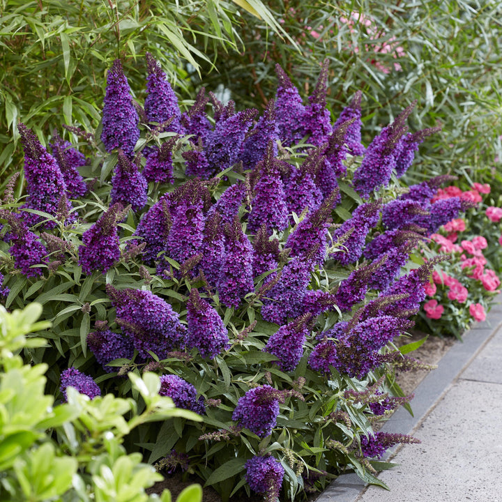 Buddleia davidii 'BotEx 001' PP34,515  - Butterfly Candy™ Li'l Grape™ Butterfly Bush