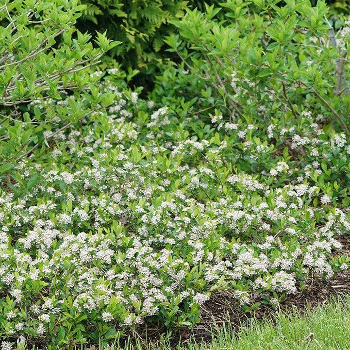 Aronia melanocarpa 'UCONNAM012'  - PW® Ground Hug® Aronia