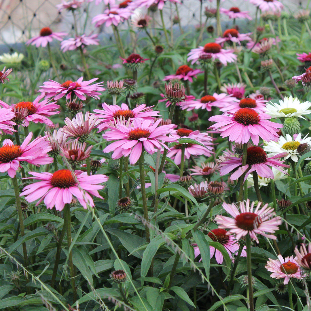 Echinacea purpurea 'Magnus'  - Magnus Echinacea, Coneflower