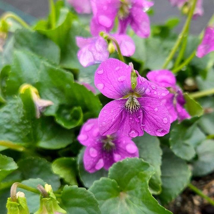 Viola sororia  - Common Blue Violet