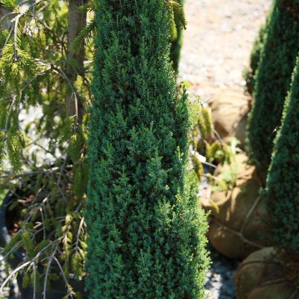 Juniperus communis 'Compressa'  - Pencil Point Juniper