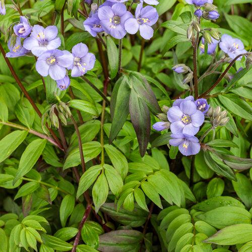 Polemonium 'Heaven Scent'  - PW® Heaven Scent Jacob's Ladder