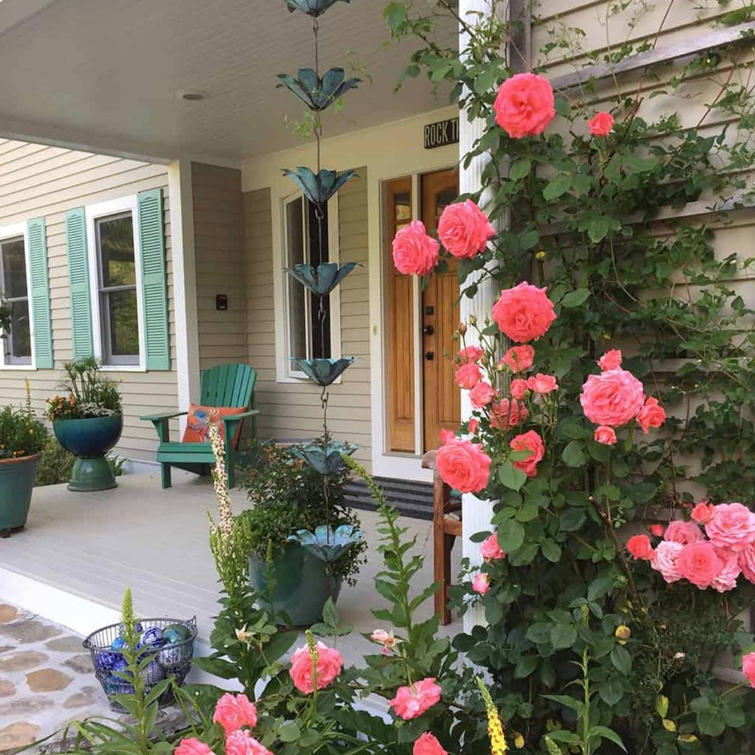 Rosa ‘JACclam’  - America™ Climbing Rose