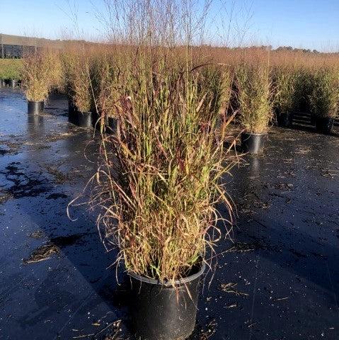 Panicum virgatum 'Shenandoah'  - Shenandoah Switch Grass