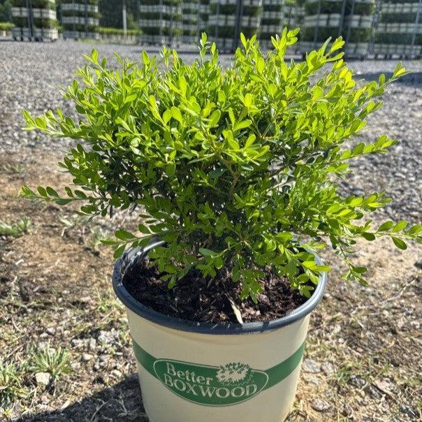 Buxus 'HER2009B03’ PP32275  - BetterBoxwood® Skylight™ Boxwood
