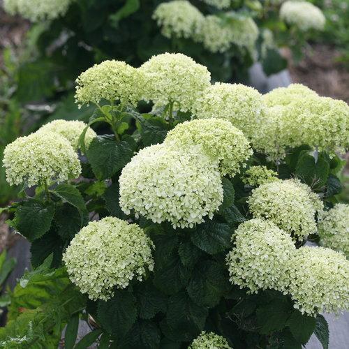 Hydrangea arborescens 'NCHA8'  - Invincibelle® Limetta Smooth Hydrangea