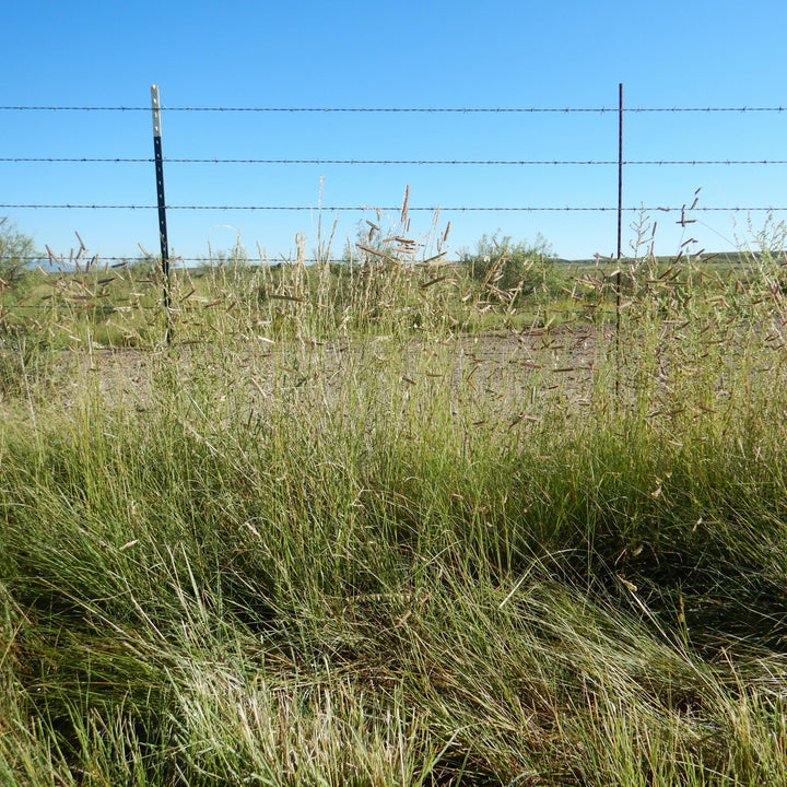 Bouteloua gracilis  - Blue Grama, Mosquito Grass