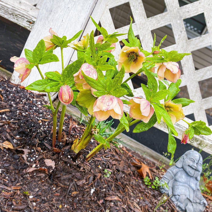 Helleborus 'Sandy Shores'  - Honeymoon® Sandy Shores Lenten Rose
