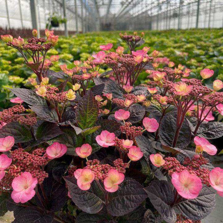 Hydrangea serrata 'JPD01'  - Pink Dynamo™ Hydrangea