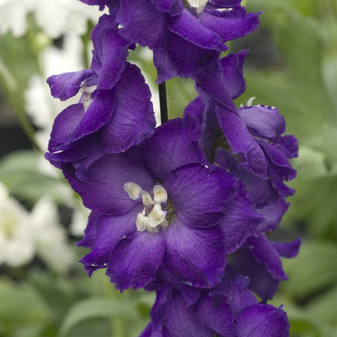 Delphinium 'Purple Passion'  - New Millennium™ Purple Passion Delphinium
