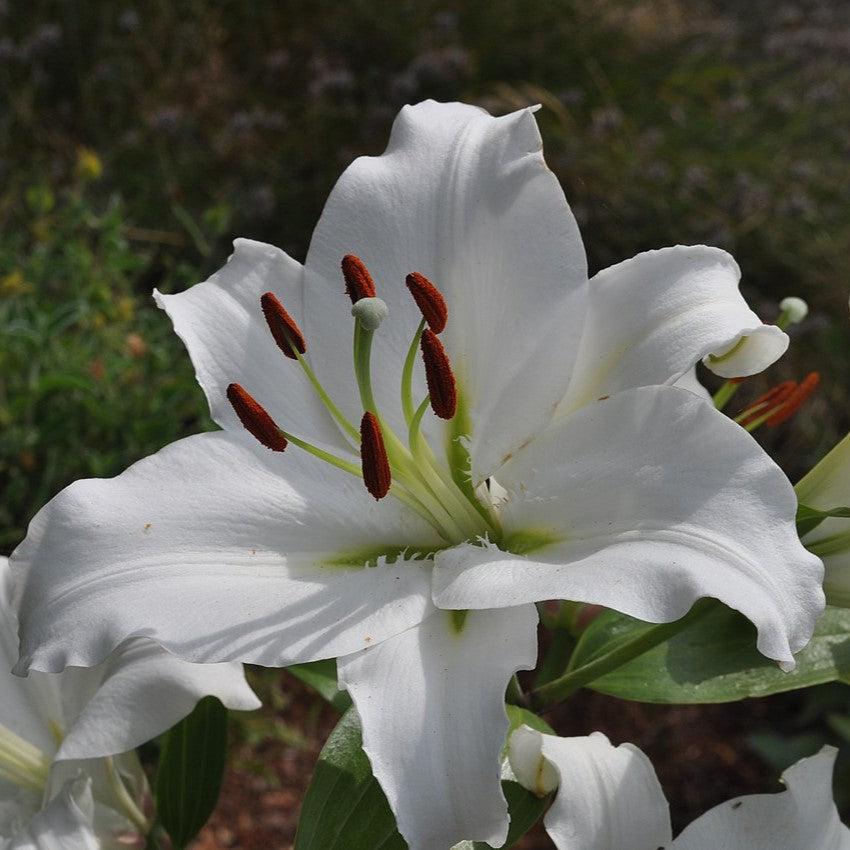 Lilium 'Casa Blanca'  - Casa Blanca Oriental Lily