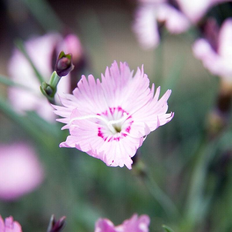 Dianthus 'Bath's Pink'  - Bath's Pink Dianthus