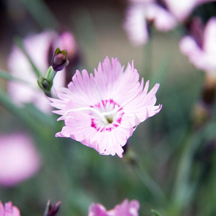 Dianthus 'Bath's Pink'  - Bath's Pink Dianthus