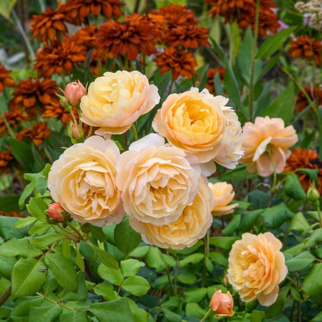 Rosa 'Ausowlish'  - Roald Dahl Rose