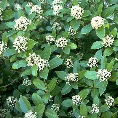 Skimmia japonica  - Japanese Skimmia