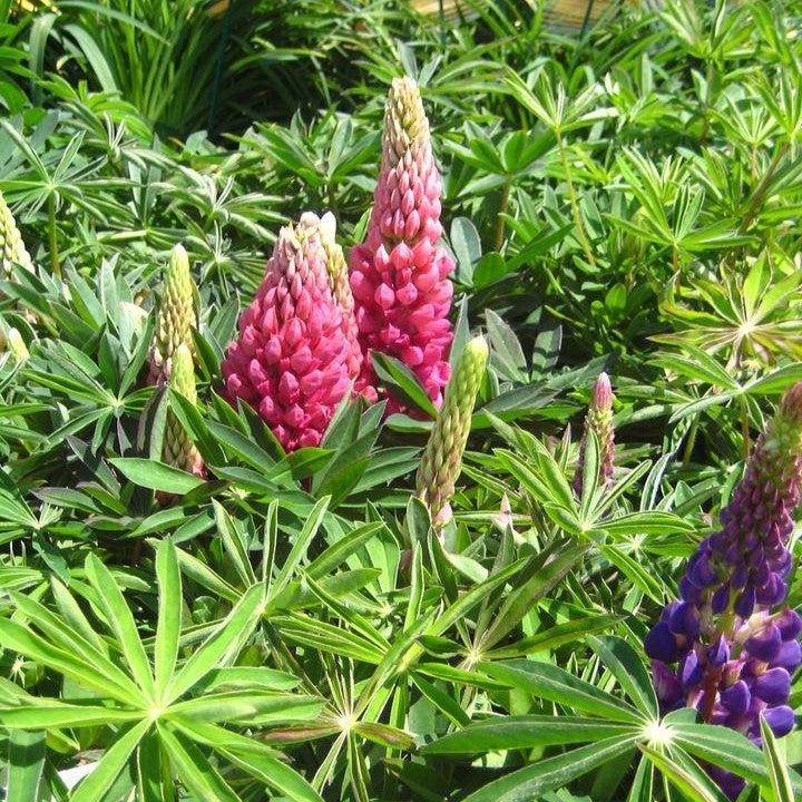 Lupinus 'Russell Hybrids Mix'  - Russell Hybrids Mix Lupine