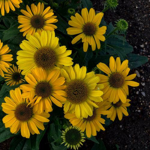 Echinacea 'Yellow My Darling'  - Color Coded® Yellow My Darling Echinacea
