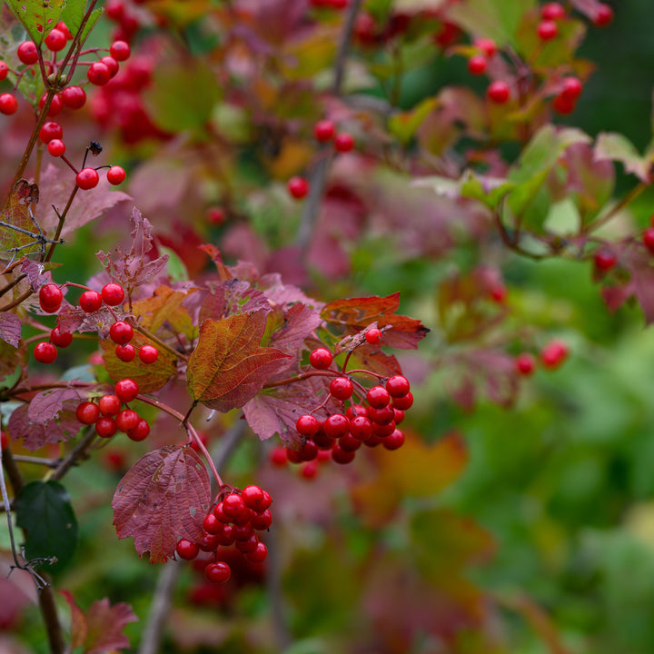 Viburnum trilobum ‘Bailey Compact’  - Bailey Compact Viburnum