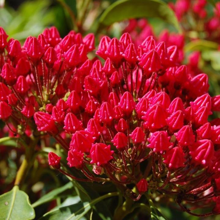 Kalmia latifolia 'Stoplight'  - Stoplight Mountain Laurel