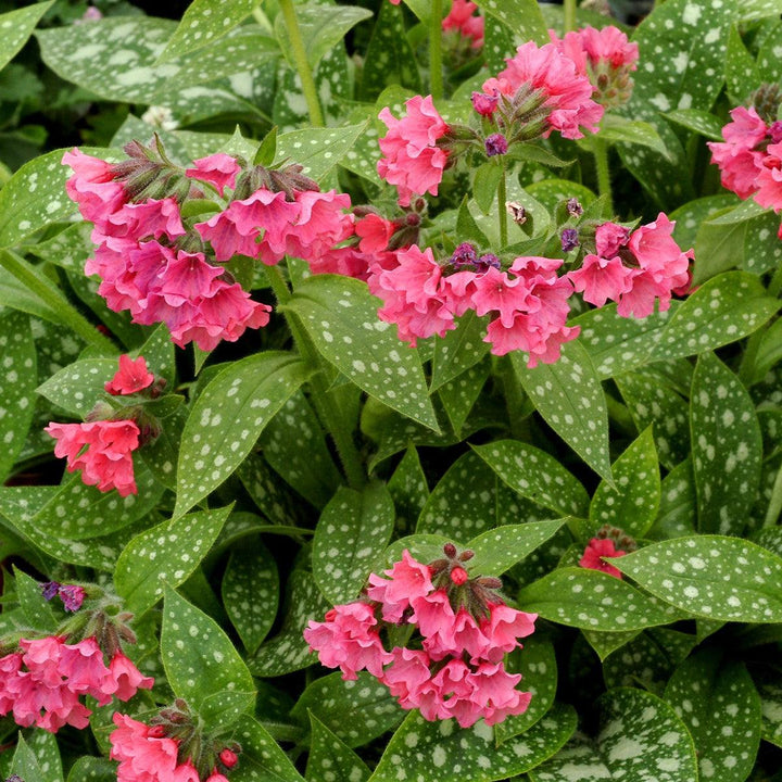 Pulmonaria 'Shrimps on the Barbie'  - Shrimps on the Barbie Lungwort
