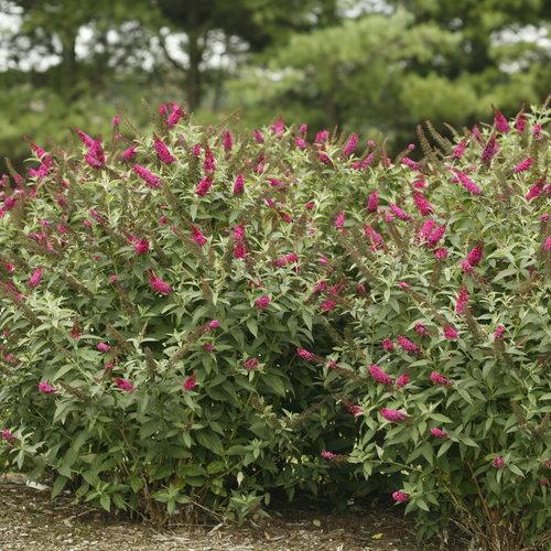 Buddleia 'Miss Molly'  - Miss Molly Butterfly Bush