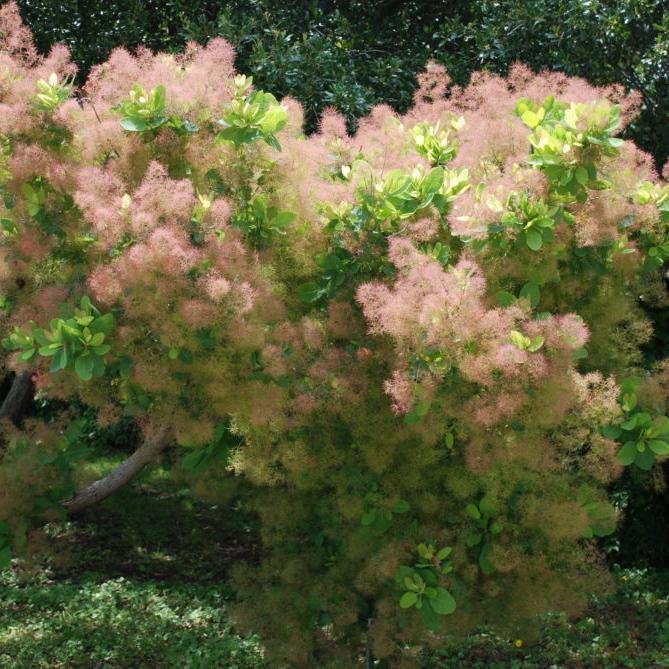 Cotinus obovatus 'American Smoketree'  - American Smoketree