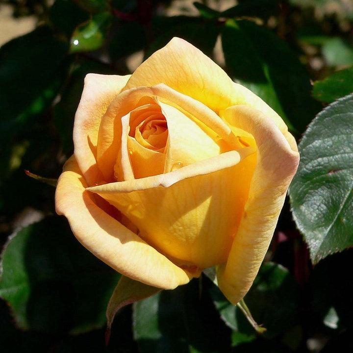 Rosa 'TANolg'  - Oregold Rose