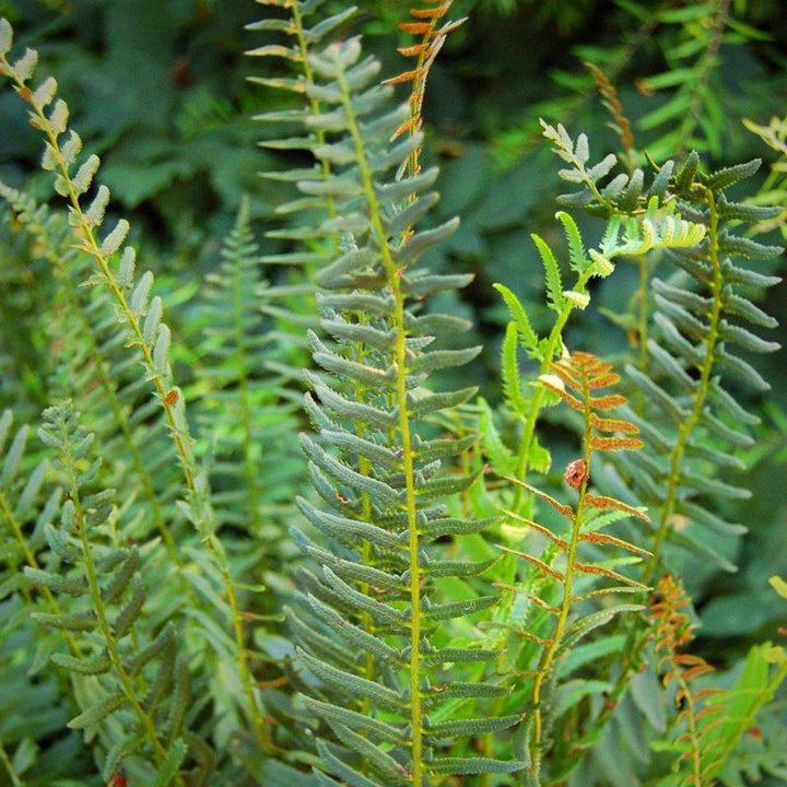 Polystichum acrostichoides  - Christmas Fern