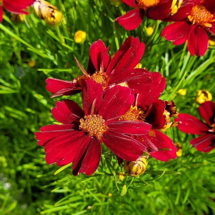 Coreopsis verticillata 'Red Satin'  - Permathreads™ Red Satin Coreopsis