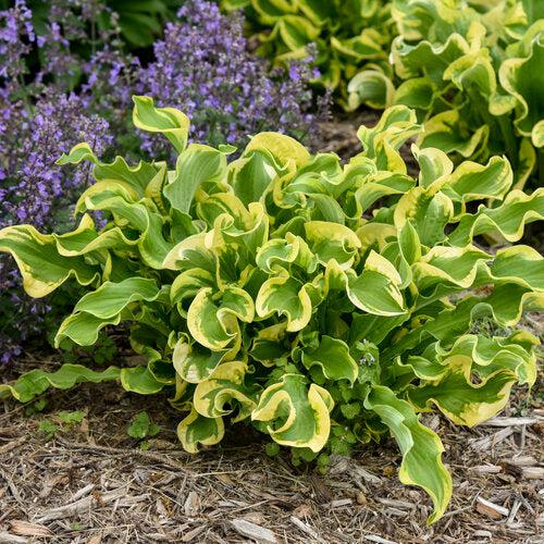 Hosta 'Wheee!' PP23565  - PW® Shadowland® Wheee! Hosta