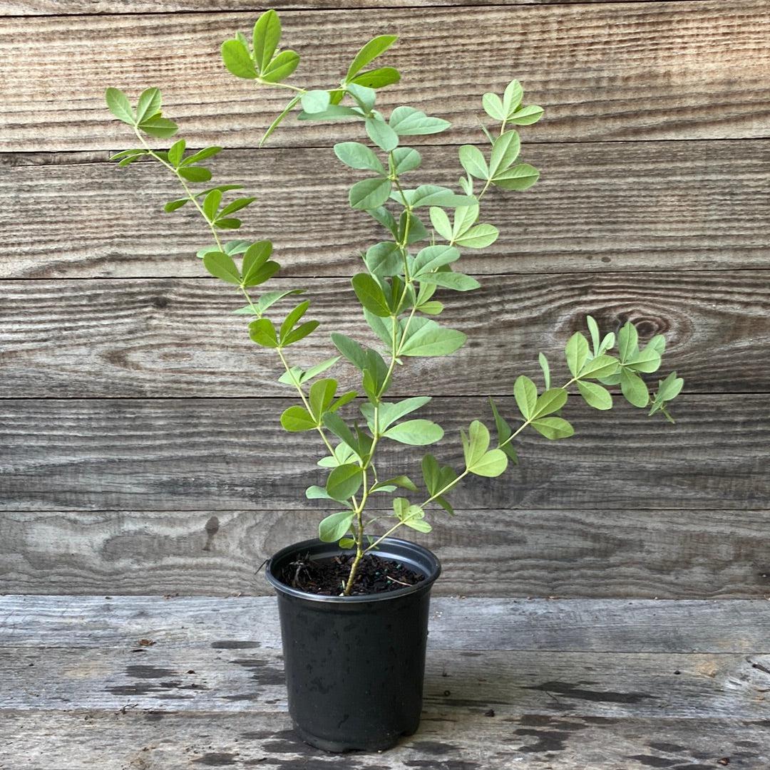 Baptisia australis  - Blue False Indigo