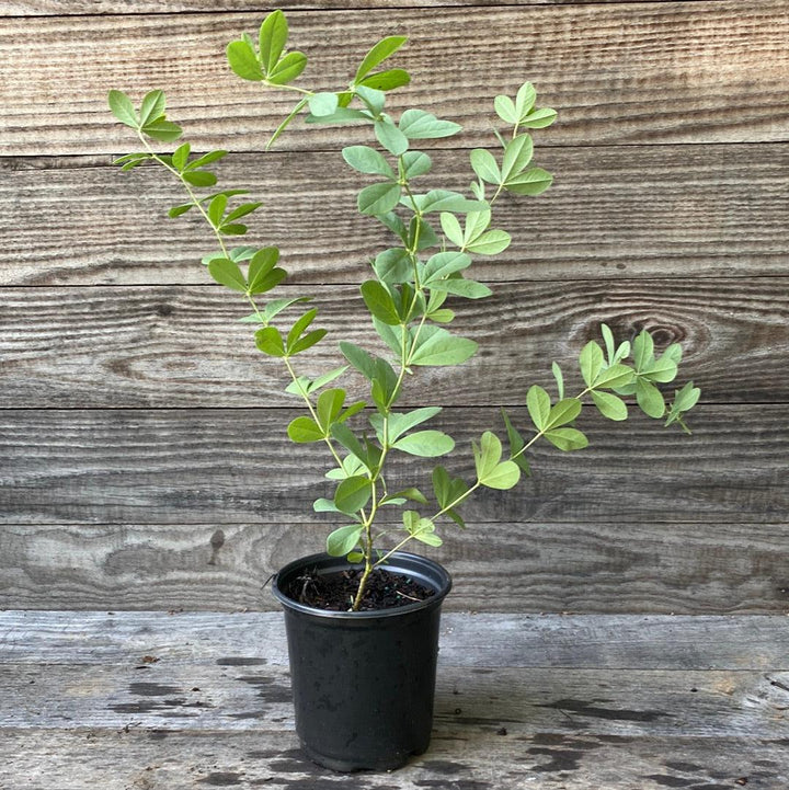 Baptisia australis  - Blue False Indigo