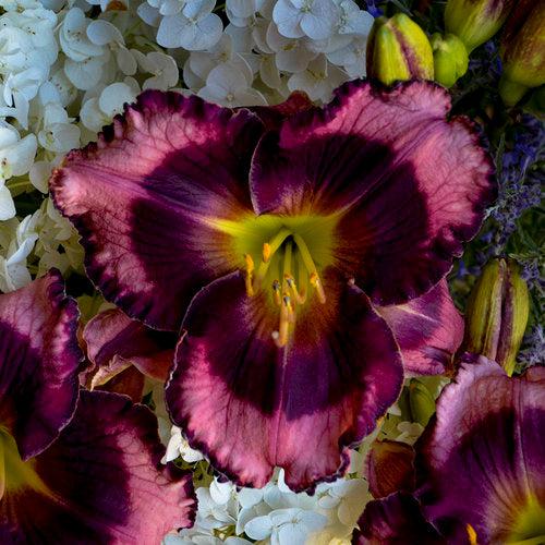 Hemerocallis 'Storm Shelter'  - PW® Rainbow Rhythm® Storm Shelter Daylily