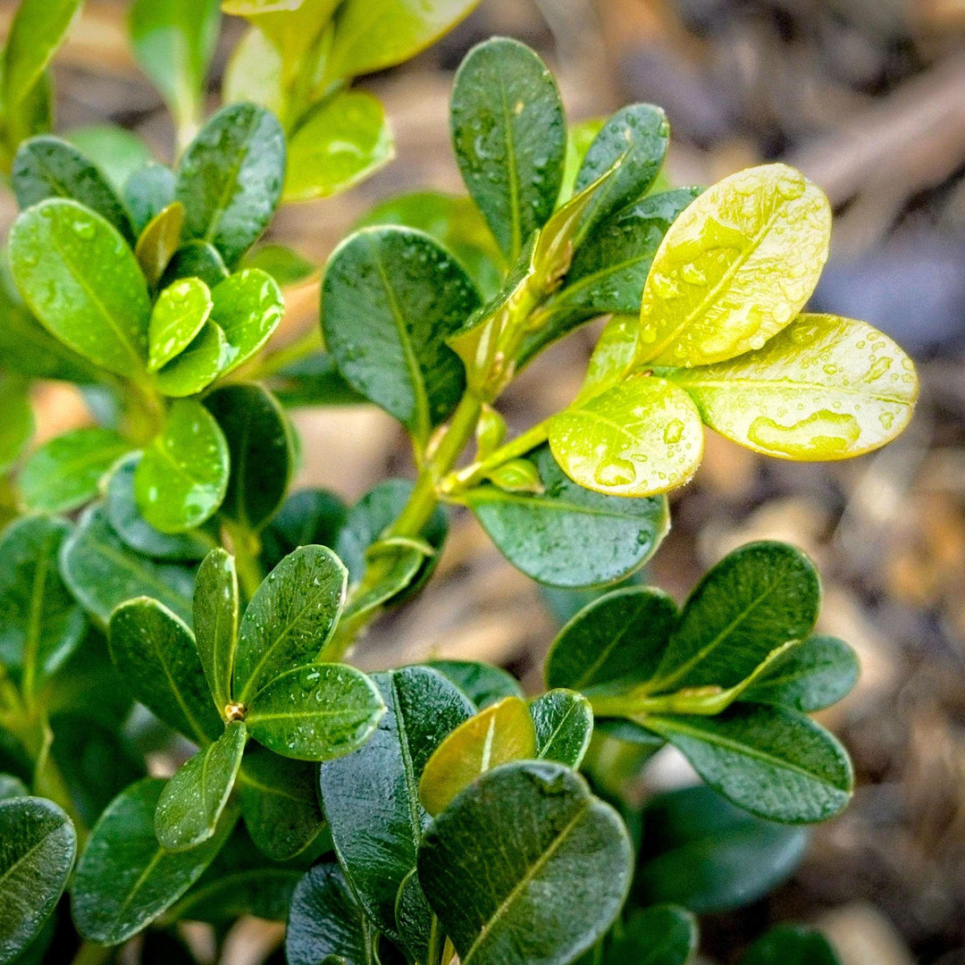 Buxus microphylla var. japonica 'Green Beauty'  - Green Beauty Boxwood