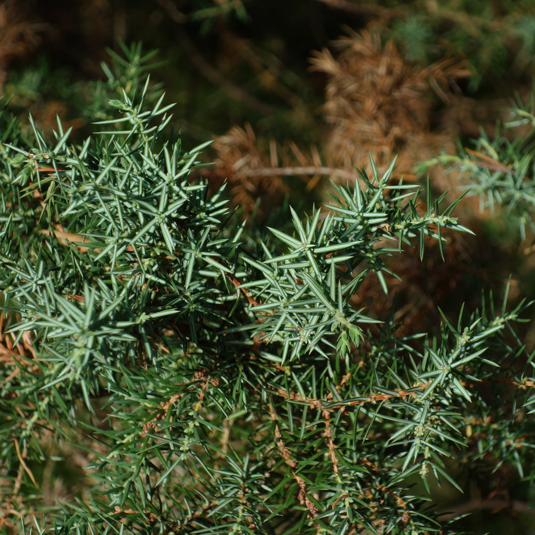 Juniperus communis 'Compressa'  - Pencil Point Juniper