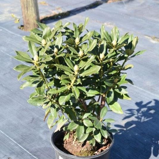 Rhododendron 'Nova Zembla'  - Nova Zembla Rhododendron